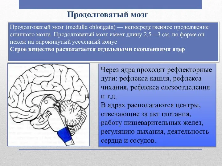 Продолговатый мозг Продолговатый мозг (medulla oblongata) — непосредственное продолжение спинного мозга.