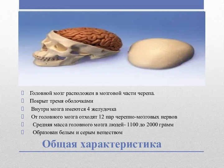 Общая характеристика Головной мозг расположен в мозговой части черепа. Покрыт тремя