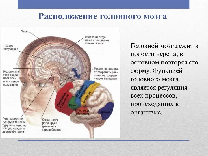 Расположение головного мозга Головной мозг лежит в полости черепа, в основном