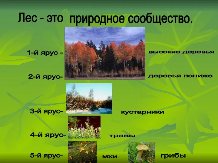 Лес - это природное сообщество. 1-й ярус - 2-й ярус- 3-й