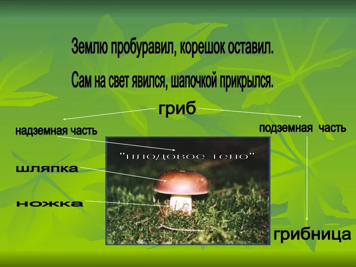 Землю пробуравил, корешок оставил. Сам на свет явился, шапочкой прикрылся. шляпка