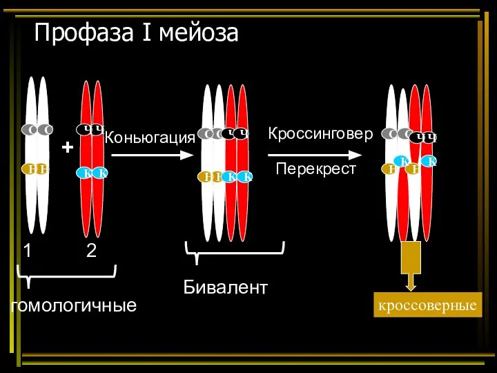 Профаза I мейоза + 1 2 гомологичные Бивалент Коньюгация Кроссинговер Перекрест