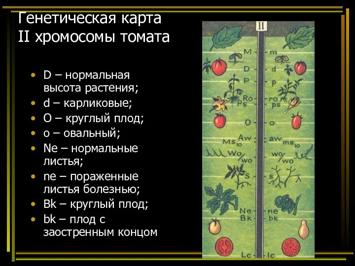 Генетическая карта II хромосомы томата D – нормальная высота растения; d