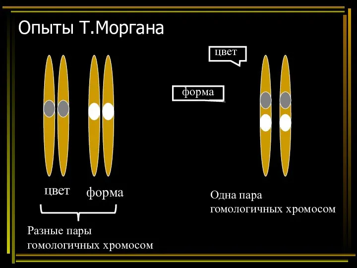 Опыты Т.Моргана цвет форма Разные пары гомологичных хромосом Одна пара гомологичных хромосом цвет форма