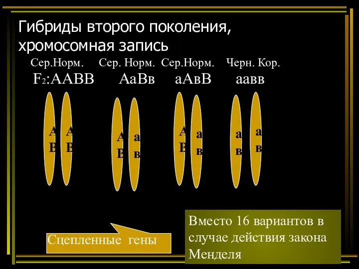 Гибриды второго поколения, хромосомная запись F2:ААВВ АаВв аАвВ аавв А В