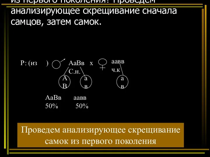 Какие гаметы образуют самки и самцы из первого поколения? Проведем анализирующее