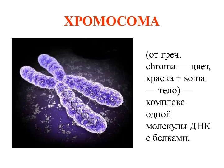 ХРОМОСОМА (от греч. chroma — цвет, краска + soma — тело)