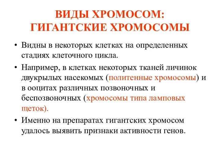 ВИДЫ ХРОМОСОМ: ГИГАНТСКИЕ ХРОМОСОМЫ Видны в некоторых клетках на определенных стадиях