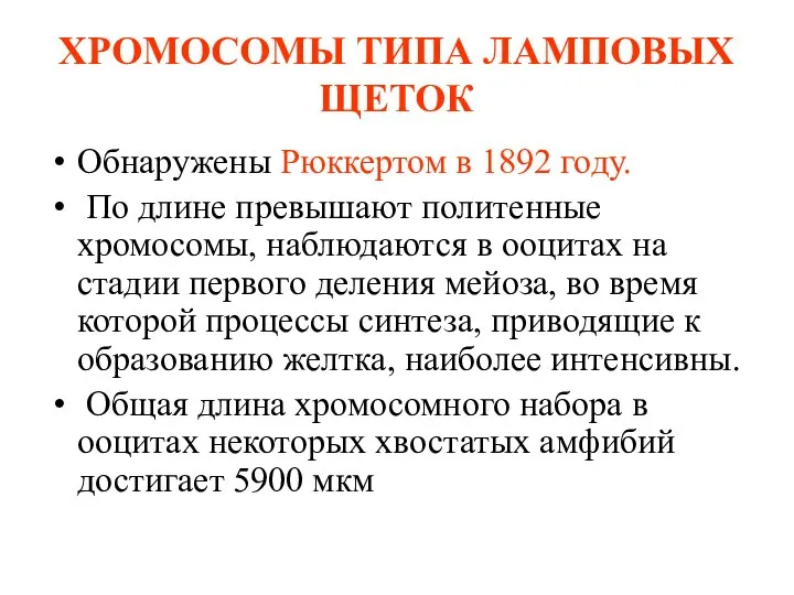 ХРОМОСОМЫ ТИПА ЛАМПОВЫХ ЩЕТОК Обнаружены Рюккертом в 1892 году. По длине