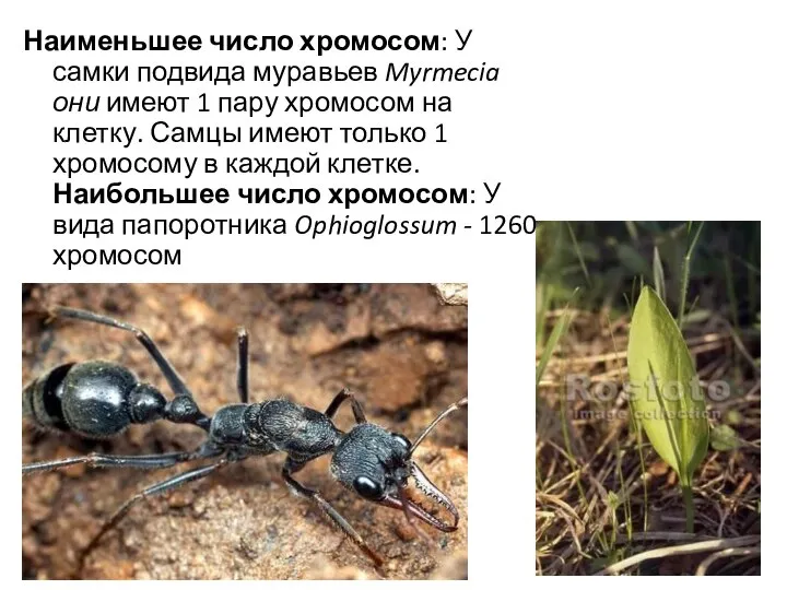 Наименьшее число хромосом: У самки подвида муравьев Myrmecia они имеют 1