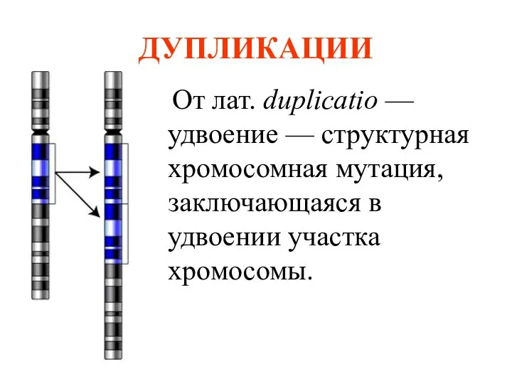 ДУПЛИКАЦИИ От лат. duplicatio — удвоение — структурная хромосомная мутация, заключающаяся в удвоении участка хромосомы.