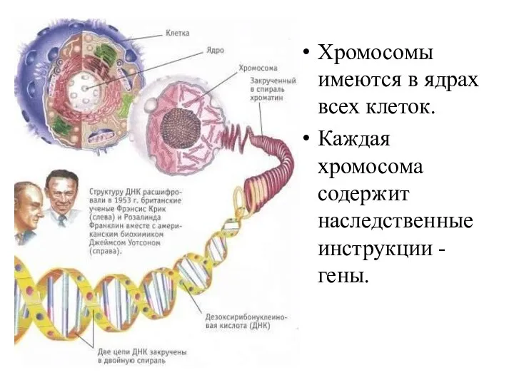 Хромосомы имеются в ядрах всех клеток. Каждая хромосома содержит наследственные инструкции - гены.