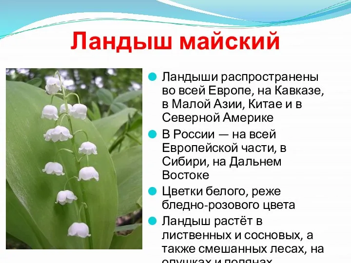 Ландыш майский Ландыши распространены во всей Европе, на Кавказе, в Малой