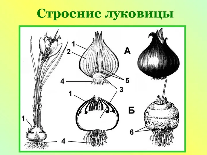 Строение луковицы