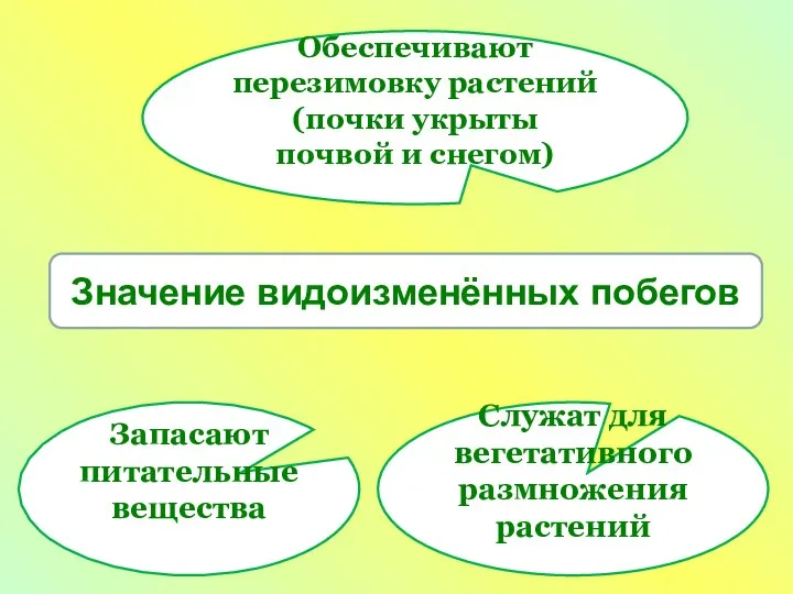 Значение видоизменённых побегов Обеспечивают перезимовку растений (почки укрыты почвой и снегом)