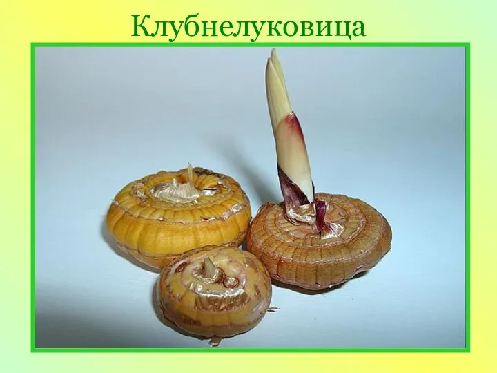 Клубнелуковица