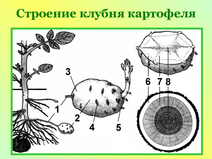 Строение клубня картофеля