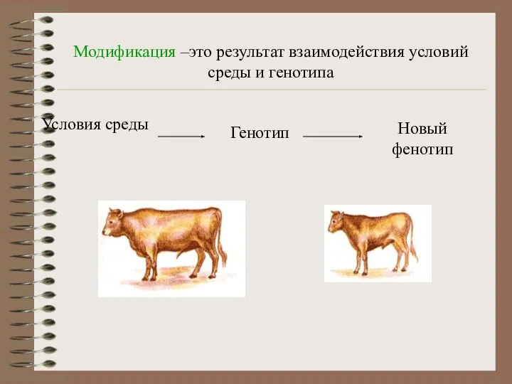 Модификация –это результат взаимодействия условий среды и генотипа Условия среды Генотип Новый фенотип