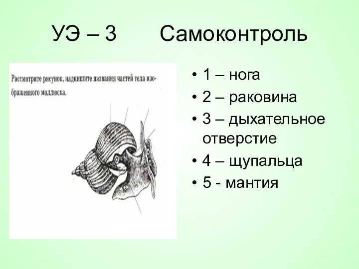 УЭ – 3 Самоконтроль 1 – нога 2 – раковина 3