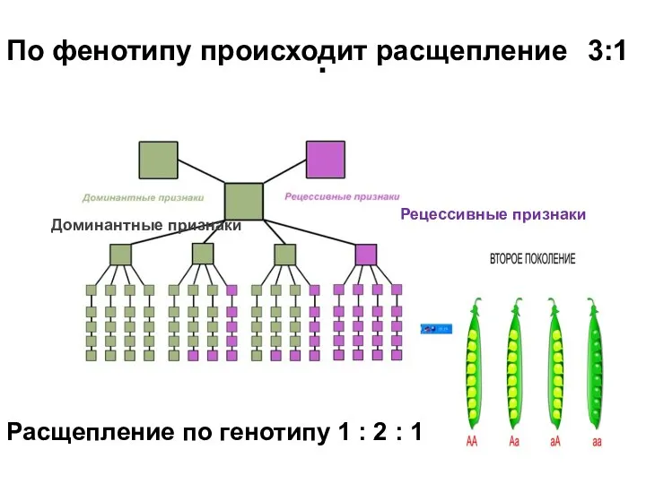 . Рецессивные признаки Доминантные признаки По фенотипу происходит расщепление 3:1 Расщепление