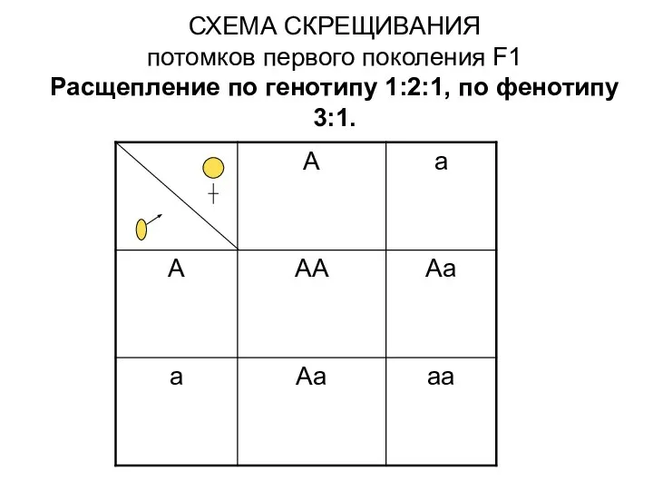 СХЕМА СКРЕЩИВАНИЯ потомков первого поколения F1 Расщепление по генотипу 1:2:1, по фенотипу 3:1.