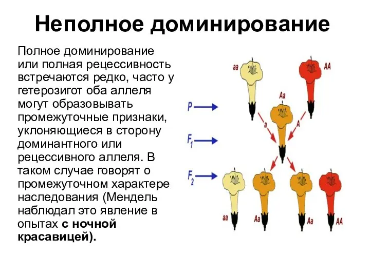 Неполное доминирование Полное доминирование или полная рецессивность встречаются редко, часто у