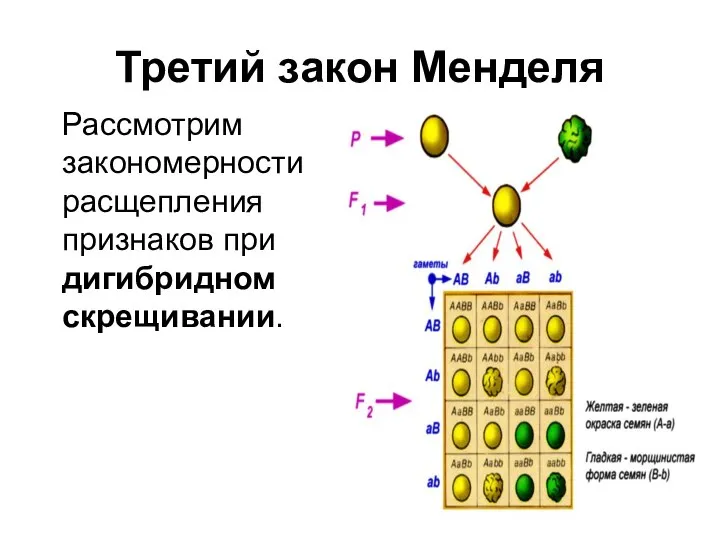 Третий закон Менделя Рассмотрим закономерности расщепления признаков при дигибридном скрещивании.