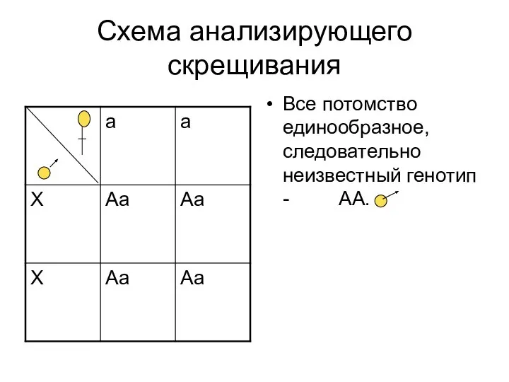 Схема анализирующего скрещивания Все потомство единообразное, следовательно неизвестный генотип - АА.