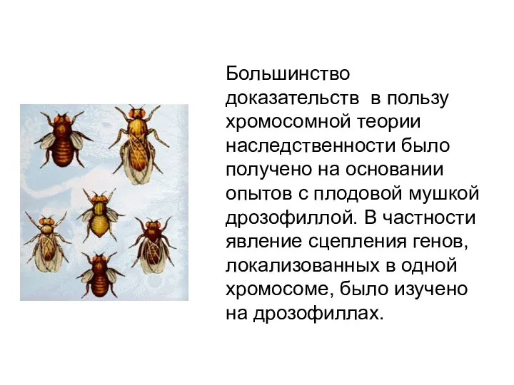 Большинство доказательств в пользу хромосомной теории наследственности было получено на основании