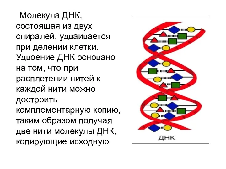 Молекула ДНК, состоящая из двух спиралей, удваивается при делении клетки. Удвоение