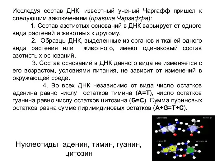 Нуклеотиды- аденин, тимин, гуанин, цитозин Исследуя состав ДНК, известный ученый Чаргафф