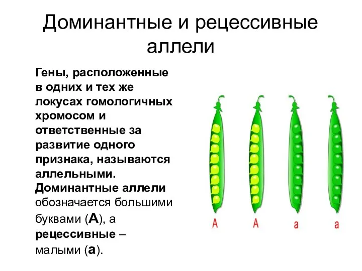 Доминантные и рецессивные аллели Гены, расположенные в одних и тех же