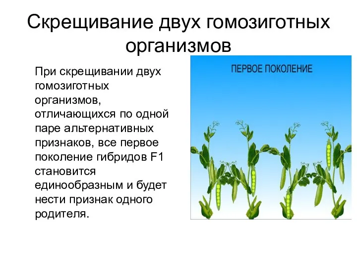 Скрещивание двух гомозиготных организмов При скрещивании двух гомозиготных организмов, отличающихся по