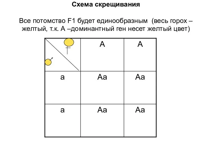 Схема скрещивания Все потомство F1 будет единообразным (весь горох – желтый,