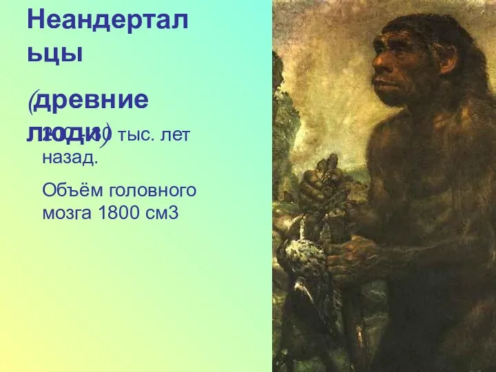 Неандертальцы (древние люди) 200 - 30 тыс. лет назад. Объём головного мозга 1800 см3