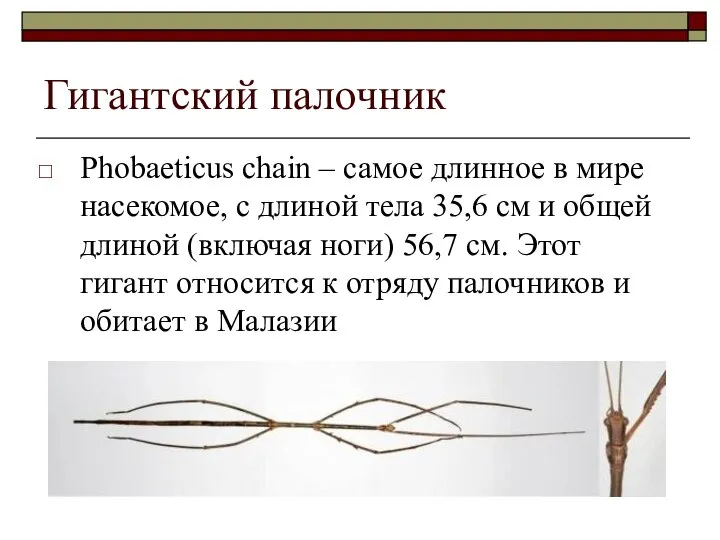 Гигантский палочник Phobaeticus chain – самое длинное в мире насекомое, с