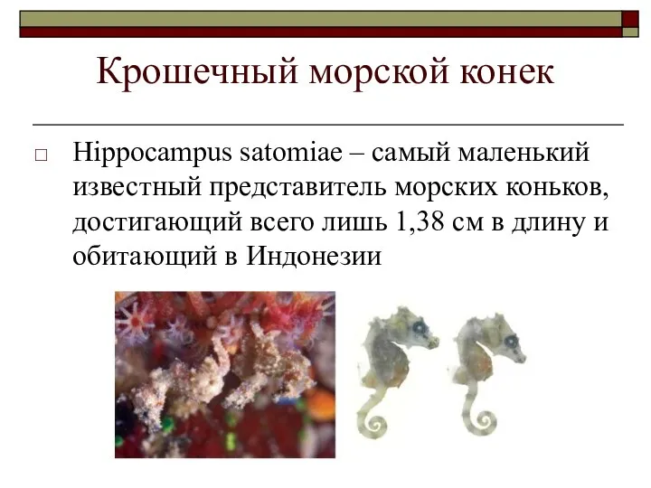 Крошечный морской конек Hippocampus satomiae – самый маленький известный представитель морских