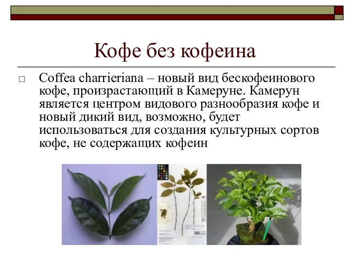 Кофе без кофеина Coffea charrieriana – новый вид бескофеинового кофе, произрастающий