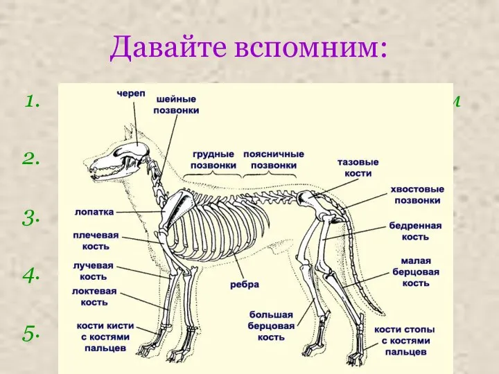 Давайте вспомним: Какие виды скелета у животных вам известны? Назовите отделы