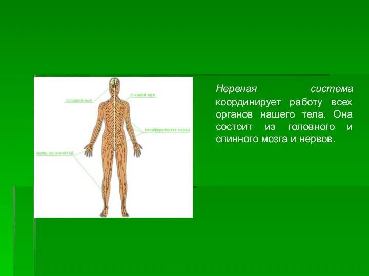 Нервная система координирует работу всех органов нашего тела. Она состоит из