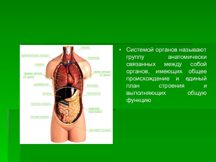 Системой органов называют группу анатомически связанных между собой органов, имеющих общее