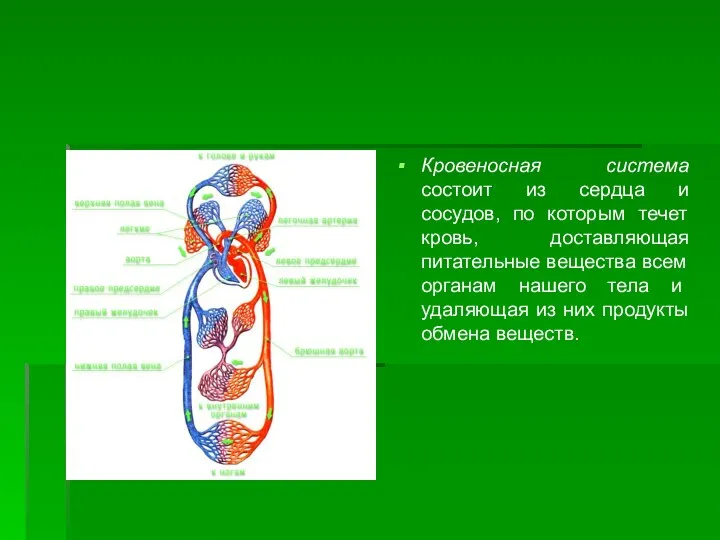 Кровеносная система состоит из сердца и сосудов, по которым течет кровь,