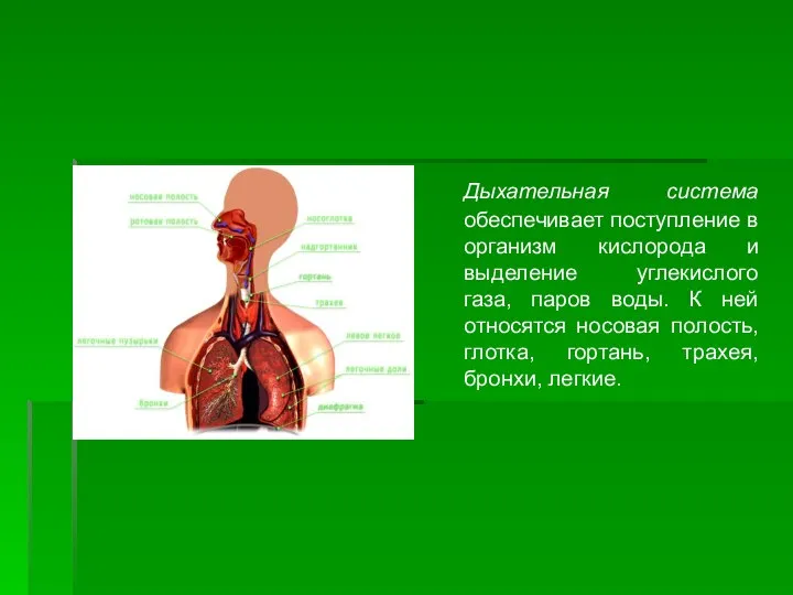 Дыхательная система обеспечивает поступление в организм кислорода и выделение углекислого газа,