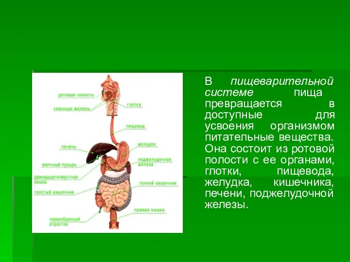 В пищеварительной системе пища превращается в доступные для усвоения организмом питательные