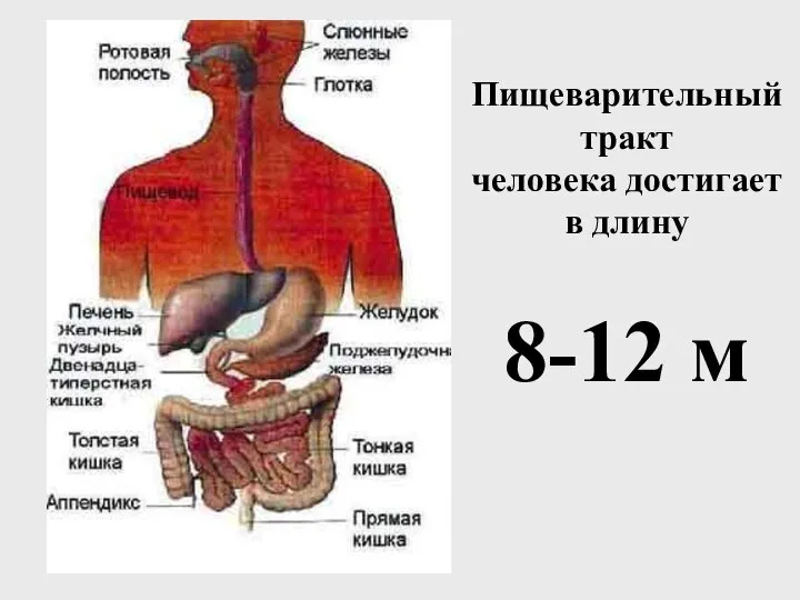 Пищеварительный тракт человека достигает в длину 8-12 м