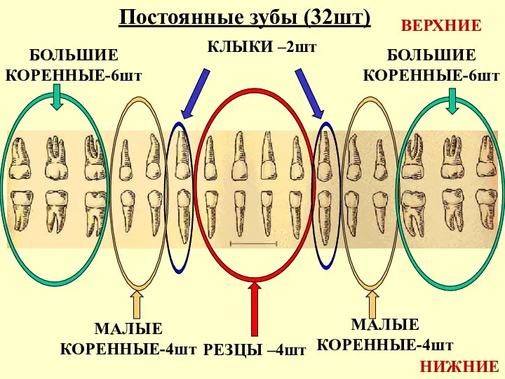 Постоянные зубы (32шт) ВЕРХНИЕ НИЖНИЕ РЕЗЦЫ –4шт КЛЫКИ –2шт МАЛЫЕ КОРЕННЫЕ-4шт