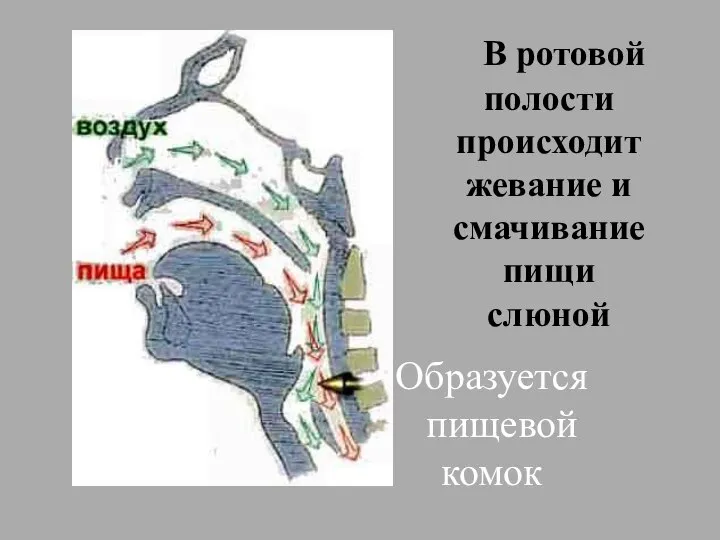 В ротовой полости происходит жевание и смачивание пищи слюной Образуется пищевой комок