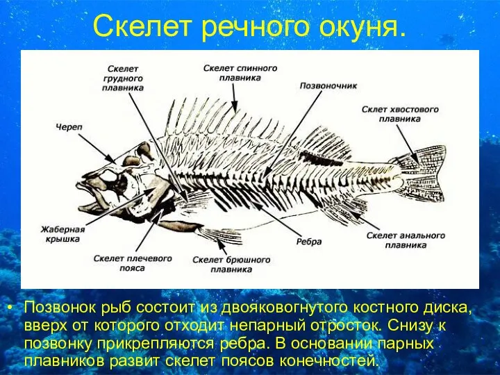 Скелет речного окуня. Позвонок рыб состоит из двояковогнутого костного диска, вверх