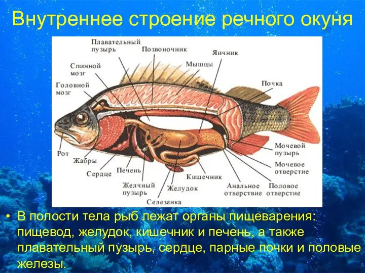 Внутреннее строение речного окуня В полости тела рыб лежат органы пищеварения: