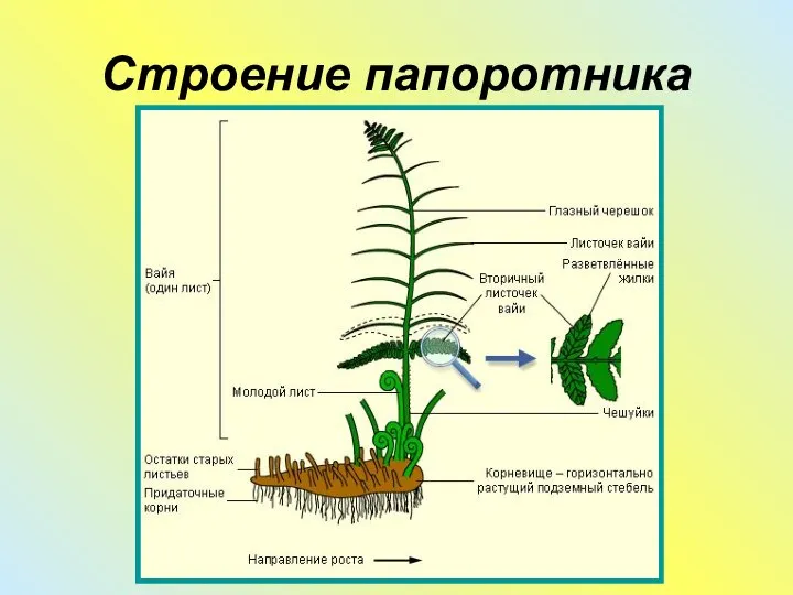 Строение папоротника